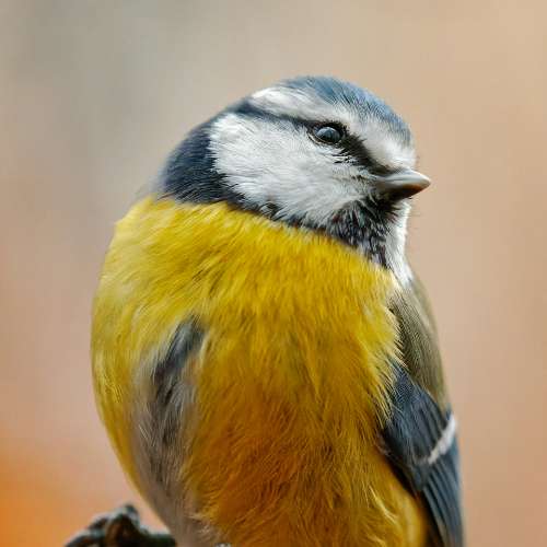 Blue tit: Cyanistes caeruleus